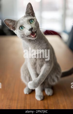 Russian blue best sale cat purebred