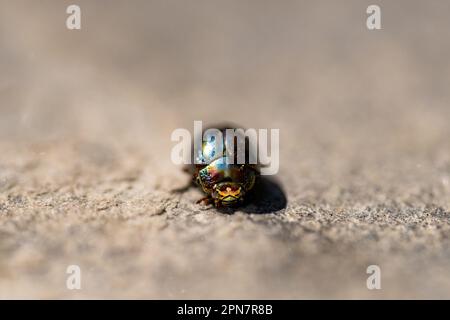 Chrysolina americana insect or rosemary beetle looking straight ahead with its eyes towards the camera Stock Photo