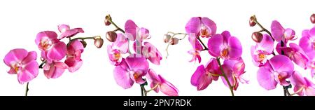 Purple orchid flower phalaenopsis, phalaenopsis or falah. Set of blooming orchid branches isolated on white background. Floriculture, flower shop, hom Stock Photo