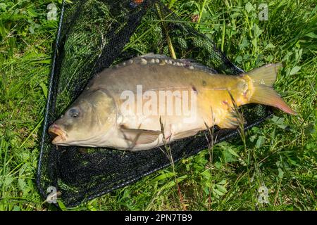 A freshly caught carp in a fishing landing net lies on the grass. Close up  Stock Photo - Alamy