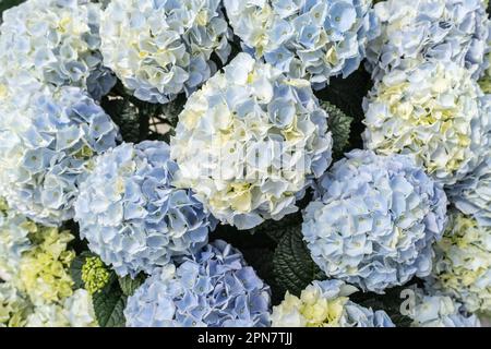 Beautiful blue hydrangea blooming in greenhouse in spring Stock Photo