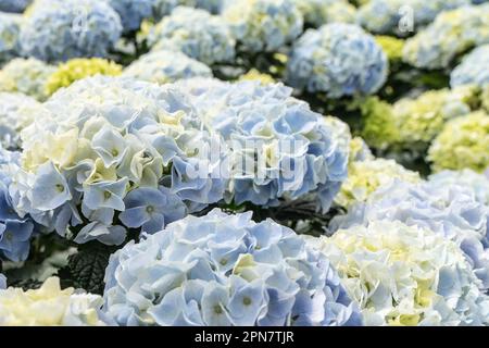Beautiful blue hydrangea blooming in greenhouse in spring Stock Photo