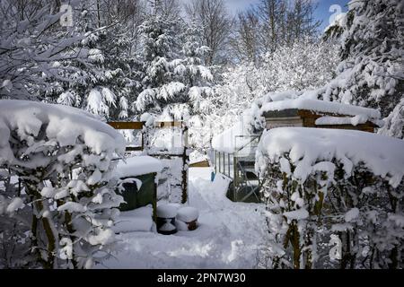 The kitchen garden on the morning after heavy overnight snow on moorland smallholding at 900ft in North Yorkshire Stock Photo