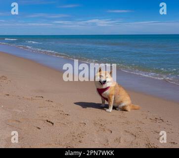 Shiba Inu puppy and his friend striped kitten Stock Photo