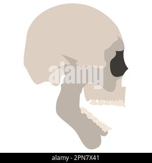 Skull Icon. Realistic skeleton. Colorful vector illustration isolated on white background. Stock Vector