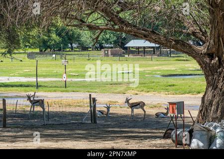 Boegoeberg Dam, South Africa - Feb 28 2023: Springbok in the shade at the partially flooded holiday resort at Boegoeberg Dam Stock Photo