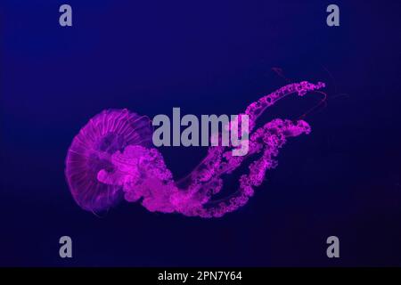 Two fluorescent jellyfish swimming underwater aquarium pool with pink neon light. The South American sea nettle chrysaora plocamia in blue water, ocea Stock Photo