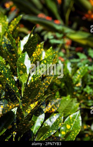 Gold dust croton plant with yellow spotted leaves in a park, saturated background with copy space. Lush green foliage of ornamental aucuba japonica pl Stock Photo