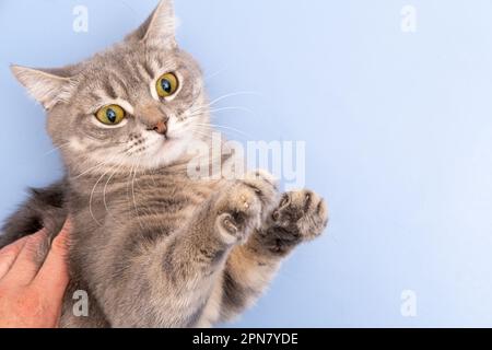 The gray striped cat lies in bed on the bed with woman. Sweet Kitten taking a nap. Tabby lovely kitten with green eyes and gray hair. Stock Photo