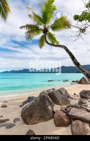 Palm tree at the beach on Mahe Island, Seychelles. Stock Photo