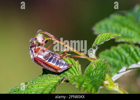 Cockchafer, colloquially called Maybug Maybeetle or doodlebug Stock Photo