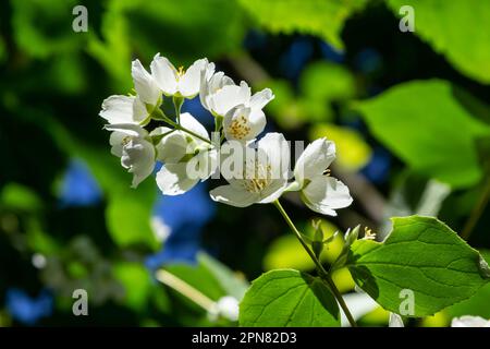 Philadelphus coronarius sweet mock-orange white flowers in bloom on shrub branches, flowering English dogwood wild ornamental plant, green leaves. Stock Photo