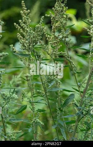 Chenopodium album is a type of annual herbaceous gray-green, covered with grayish powder plants of the Lobodaceae family. Stock Photo