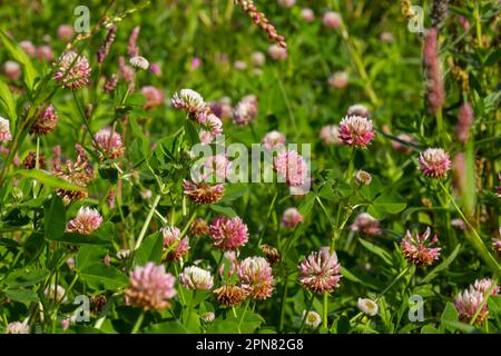 Flowers of alsike clover Trifolium hybridum plant in green summer meadow. Stock Photo