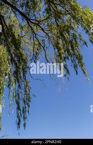 Weeping willow tree foliage background. Weeping willow branches with green leaves. Close up view of green foliage of crying willow tree. Stock Photo