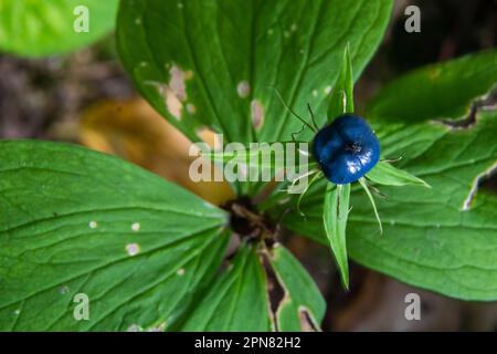 Paris quadrifolia. A poisonous plant, it can also be used as a medicinal plant. Stock Photo