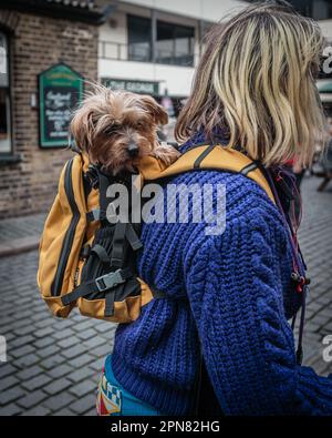 A comfortable and snug dog is carried in a rucksack in London. Stock Photo