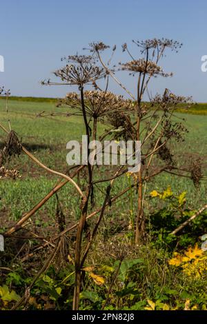 Giant Hogweed Heracleum mantegazzianum against the blue sky. Dry hogweed with huge baskets of seeds. Baskets of a large giant hogweed with seeds again Stock Photo