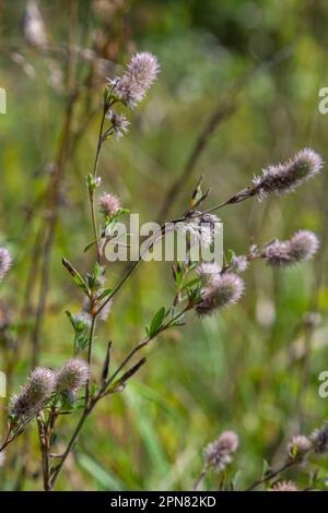 Flowers of the Hares Foot Clover also Rabbitfoot or Stone Clover Trifolium arvense on a meadow in against the sun. Stock Photo