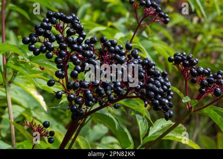 Sambucus ebulus is a poisonous perennial herb. It can also be used as a medicinal plant. Stock Photo