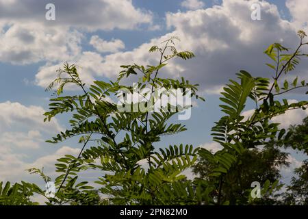 Japanese acacia or pink silk tree of Fabaceae family. Delicate green leaves on branch of Persian silk tree Albizia julibrissin against blurred backgro Stock Photo