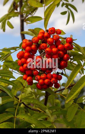 Rowan on a branch. Red rowan. Rowan berries on rowan tree. Sorbus aucuparia. Stock Photo