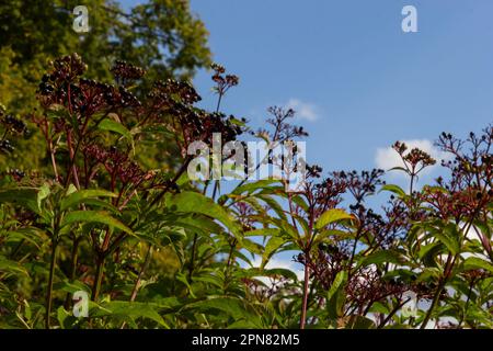 Sambucus ebulus is a poisonous perennial herb. It can also be used as a medicinal plant. Stock Photo