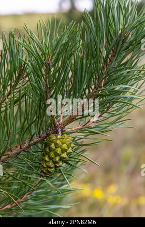 small pine cones growing on a conifer tree branch, evergreen forest  background Stock Photo - Alamy