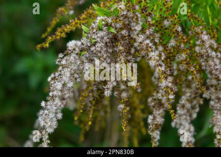 Solidago canadensis Canada goldenrod yellow flowers closeup. Stock Photo