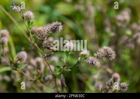 Flowers of the Hares Foot Clover also Rabbitfoot or Stone Clover Trifolium arvense on a meadow in against the sun. Stock Photo