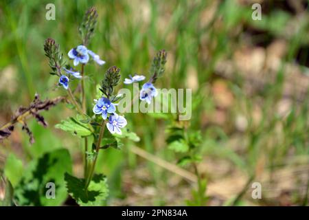 Closeup of the beautiful blue blossoms of germander speedwell (Veronica chamaedrys). Horizontal image with selective focus, blurred green background a Stock Photo