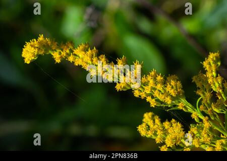 Yellow panicles of Solidago flowers in August. Solidago canadensis, known as Canada goldenrod or Canadian goldenrod, is an herbaceous perennial plant Stock Photo