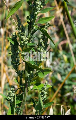 Lambs quarter flowers Lamb's quarter Chenopodium album is a roadside weed, but the young leaves are edible. Stock Photo