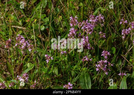 The macrophoto of herb Thymus serpyllum, Breckland thyme. Breckland wild thyme, creeping thyme, or elfin thyme blossoms close up. Natural medicine. Cu Stock Photo