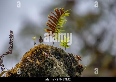 Fern on a heavily mossy tree trunk Stock Photo