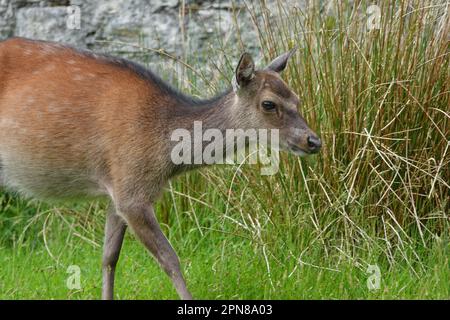 A young sika deer is shown up close in Ireland during the day. This subspecies of deer was introduced to the island nation from Asia during the 1860s. Stock Photo