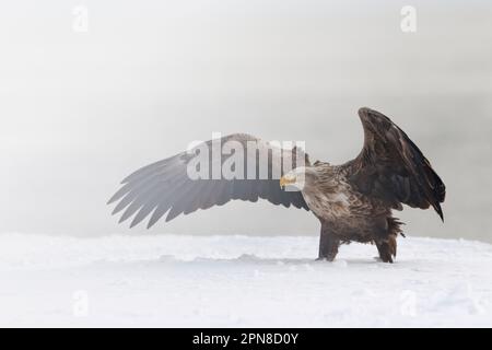 White Tailed Eagle (Haliaeetus Albicilla) threatening another eagle with his wings spread standing on snow. Rausu, Menashi, Hokkaido, Japan Stock Photo
