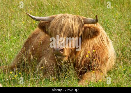 Portrait of a Highland cow lying in the grass in in North West Highlands, Scotland UK Stock Photo