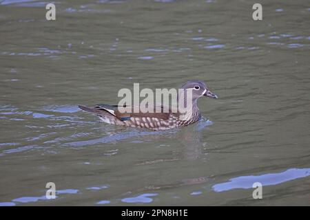 Female Mandarin Duck swimming in the Forest of Dean UK Stock Photo