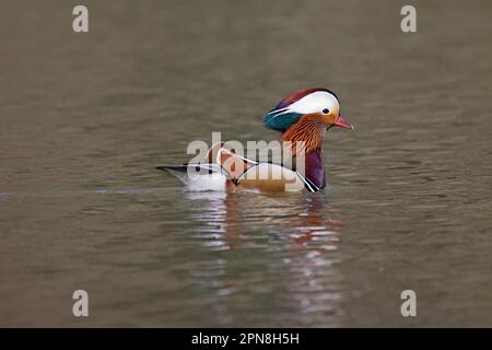 Drake Mandarin Duck in the Forest of Dean UK Stock Photo