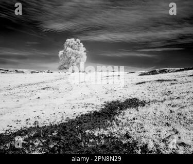 Minimalistic monochrome infrared image of an oak tree and field at Table Mountain reserve - Butte County California, USA. Stock Photo