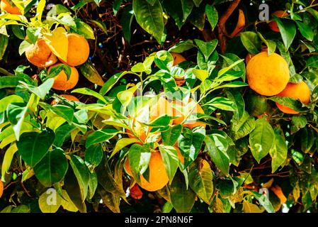 Oranges on a tree. Andalucía, Spain, Europe Stock Photo