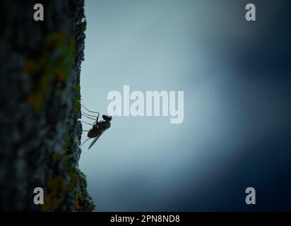 Long legged fly in a mossy tree with a mood background. Stock Photo