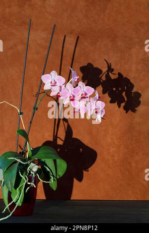 Phalaenopsis orchid bush in a pot with shade Stock Photo
