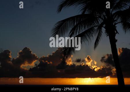 Silhouette of coconut palm tree on sea and sunset sky background. Tropical beach and paradise nature. Cayman Islands. Stock Photo