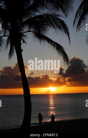Silhouette of coconut palm tree on sea and sunset sky background. Tropical beach, paradise nature. Cayman Islands. Stock Photo