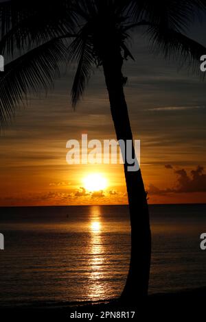Silhouette of coconut palm tree on sea and sunset sky background. Tropical beach, paradise nature. Cayman Islands. Stock Photo