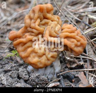 Gyromitra gigas mushrooms grow in the spring wild forest Stock Photo