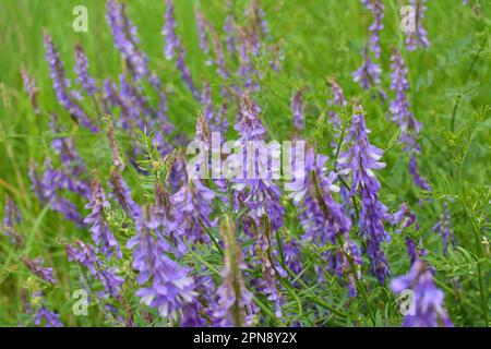 Vicia tenuifolia blooms in the meadow in the wild Stock Photo