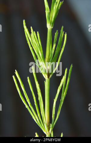 Horsetail field (Equisetum arvense) grows in the wild. Stock Photo